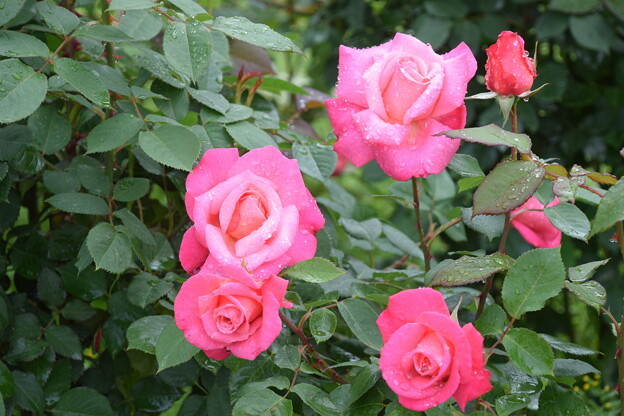 写真: IMG_240507 (44)　離宮公園の雨上がりの薔薇