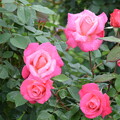 写真: IMG_240507 (44)　離宮公園の雨上がりの薔薇