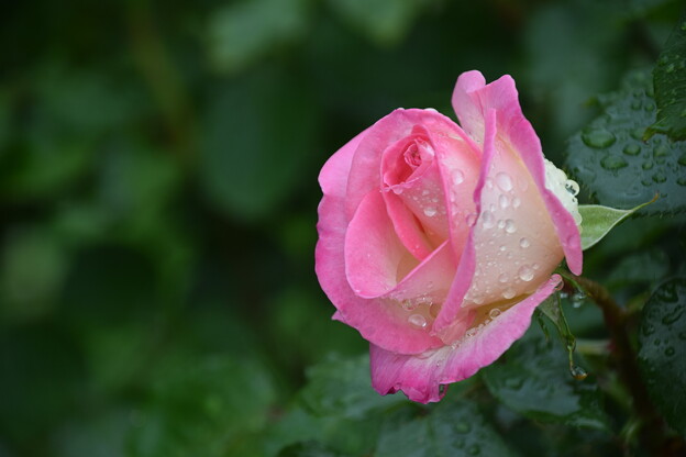 写真: IMG_240507 (49)　離宮公園の雨上がりの薔薇