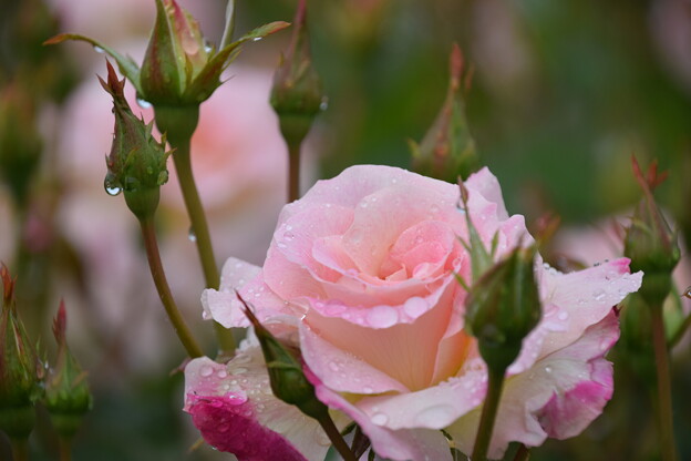 写真: IMG_240507 (45)　離宮公園の雨上がりの薔薇