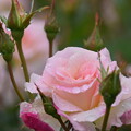 IMG_240507 (45)　離宮公園の雨上がりの薔薇