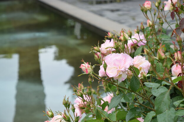 IMG_240507 (46)　離宮公園の薔薇