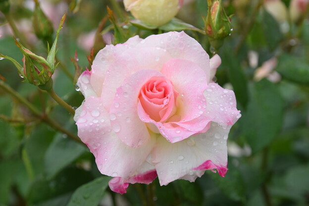 IMG_240507 (47)　離宮公園雨上がりの薔薇