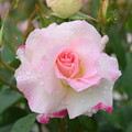 IMG_240507 (47)　離宮公園雨上がりの薔薇