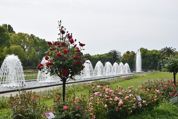 IMG_240507 (79)　離宮公園の薔薇と噴水