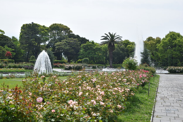 IMG_240507 (85)　離宮公園の薔薇と噴水