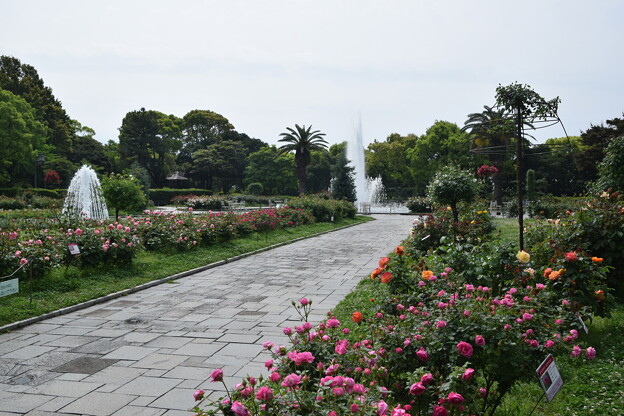 IMG_240507 (86)　離宮公園の薔薇と噴水