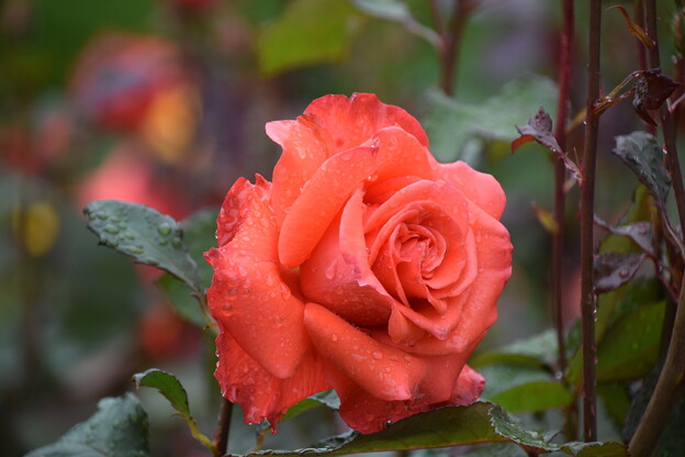 IMG_240507 (30)　離宮公園雨上がりの薔薇