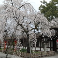 写真: 平野神社・魁桜2