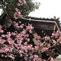 写真: 平野神社・南門