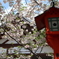 写真: 松月の咲く境内2