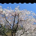 写真: 三千院・金色不動堂横の枝垂桜1