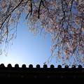写真: 三千院・金色不動堂横の枝垂桜2