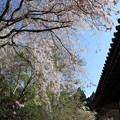 写真: 三千院・金色不動堂横の枝垂桜3