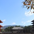 写真: 興福寺・金堂＆五重塔1