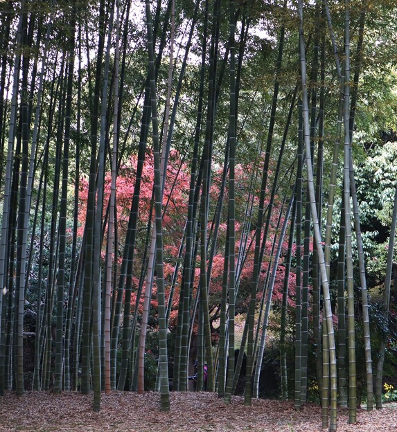 写真: 万博記念公園・日本庭園（竹林の小径）