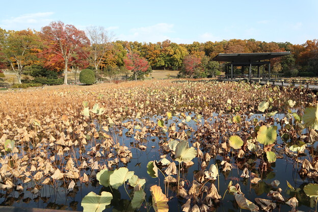写真: 万博記念公園・日本庭園（はす池）2