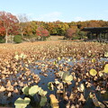 写真: 万博記念公園・日本庭園（はす池）2