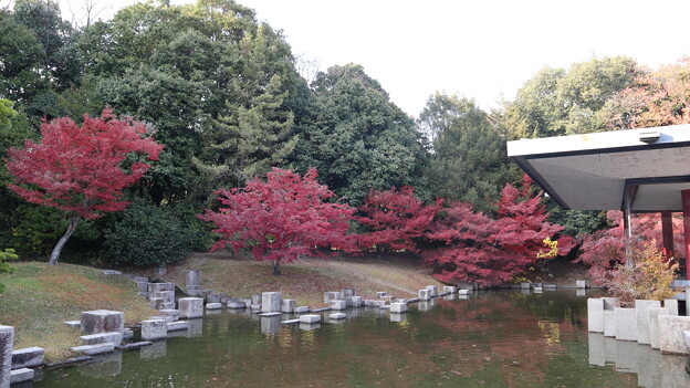 写真: 万博記念公園・日本庭園（旋律の鯉池）1