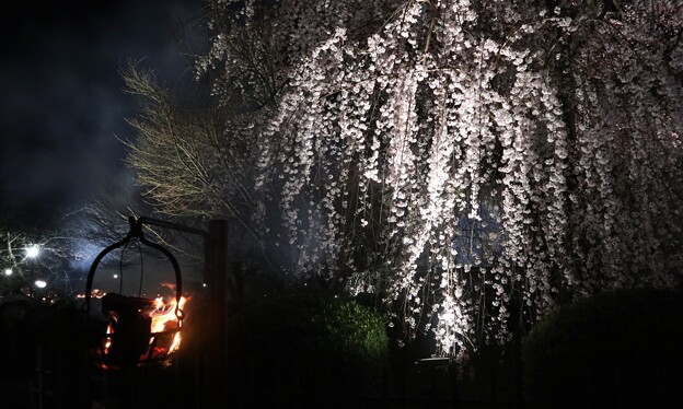 写真: 祇園枝垂桜ライトアップ5