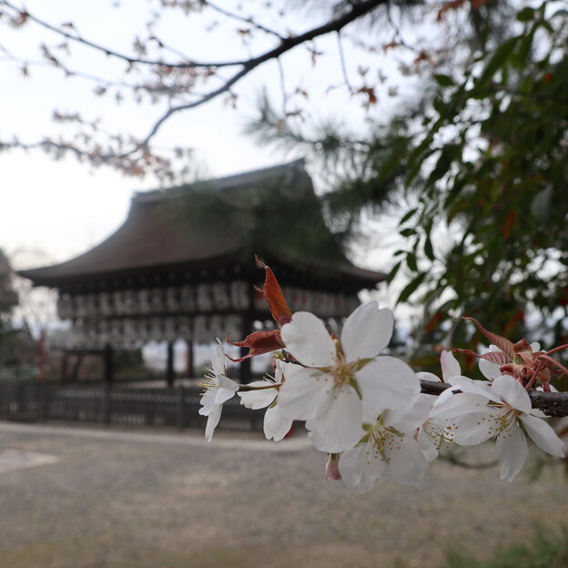 写真: 粟田神社・拝殿2