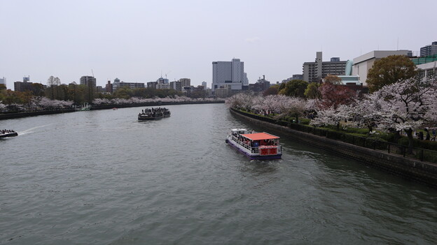 大川・桜風景5