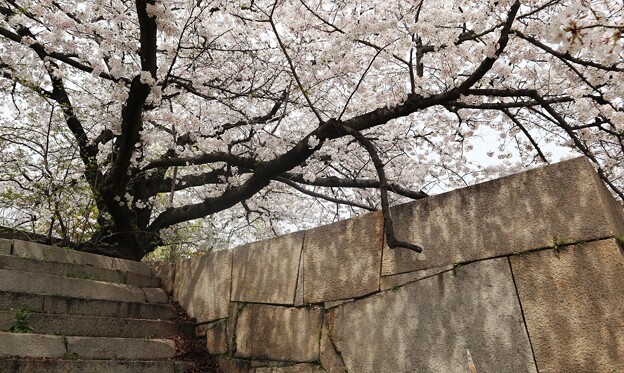 写真: 大阪城・石垣の桜