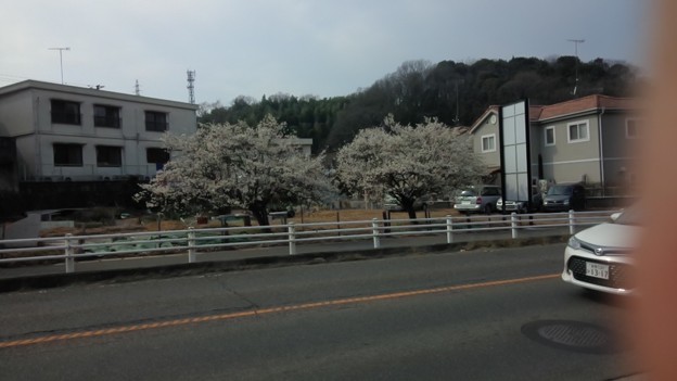 いつもの散歩道に大島桜が咲いていたよ