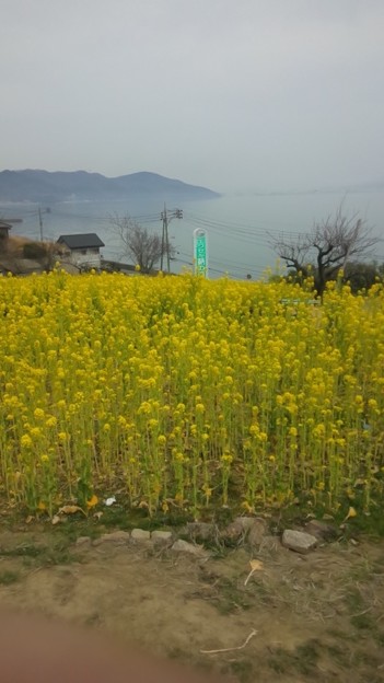 写真: 田尻町菜の花畑