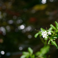 小川の白い花