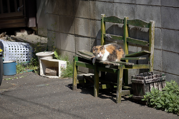 写真: 椅子の猫