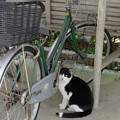 写真: 猫と自転車