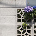 写真: 塀の紫陽花