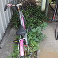 写真: 花と自転車