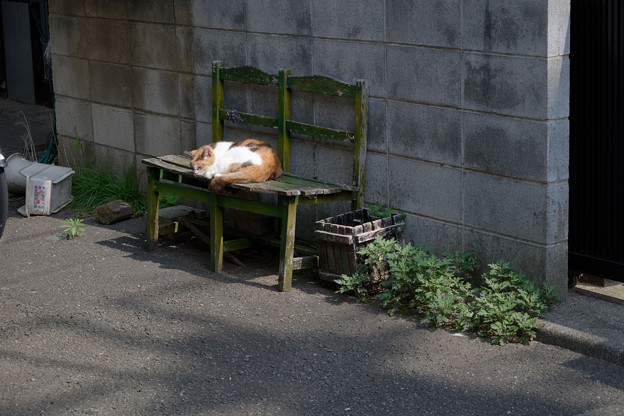 写真: 椅子猫