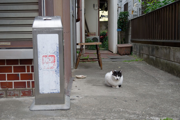 写真: たばこ屋の猫