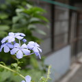 Photos: 路地の花
