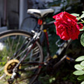 写真: 薔薇と自転車