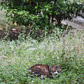 写真: 茂みの猫