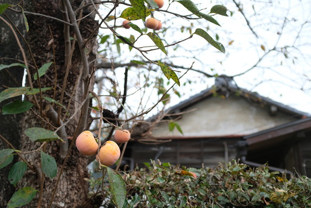 写真: 柿の木のある家