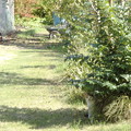 木陰の猫
