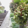 写真: 階段に咲く