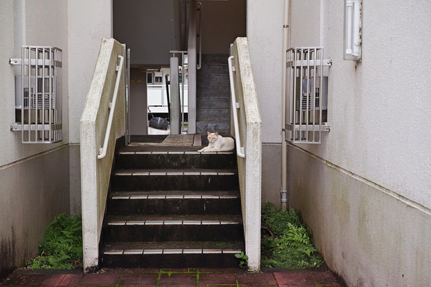 写真: 階段の猫