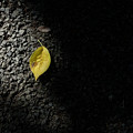 写真: 一枚の葉