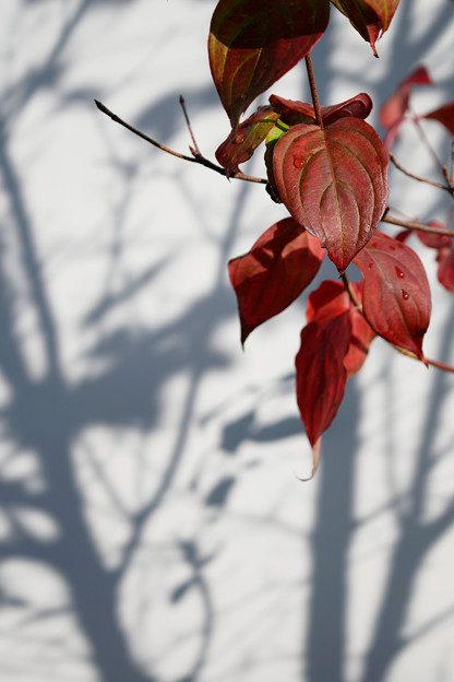 葉と影