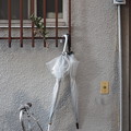 写真: 傘とヒイラギ