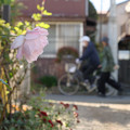 写真: 小路の薔薇