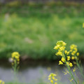 写真: 小川の菜の花