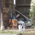 写真: 納屋前の猫