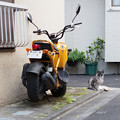 写真: 猫とバイク